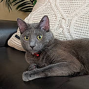 Samson is registered to the contest to win money with this photo: alert, bell, cat, close_up, collar, couch, cozy, cushion, feline, gray_cat, houseplant, indoor, knitted_pillow, leather_sofa, paw, pet, portrait, relaxed, whiskers, yellow_eyes