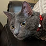 cat, close_up, collar, couch, curious, ear, fur, grey_cat, houseplant, indoor, jewel, knitted_sweater, leather_sofa, pet, portrait, red_collar, reflection_in_eye, resting, whiskers, yellow_eyes
