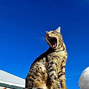 Otto joined the competition — help win amazing prizes! cat, tabby_cat, yawing, animal, pet, outdoor, blue_sky, snow, wooden_fence, whiskers, mouth_open, fur, sunlight, low_angle, sitting, leaf, rooftop, portrait, striped_fur, nature