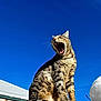 cat, tabby_cat, yawing, animal, pet, outdoor, blue_sky, snow, wooden_fence, whiskers, mouth_open, fur, sunlight, low_angle, sitting, leaf, rooftop, portrait, striped_fur, nature