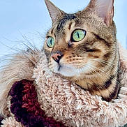 Frida is registered to the contest to win money with this photo: cat, feline, tabby_cat, green_eyes, whiskers, fur, close_up, portrait, cozy, scarf, fluffy, winter, outdoor, blue_sky, ears, nose, face, pet, domestic_animal, curious_gaze