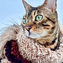 cat, feline, tabby_cat, green_eyes, whiskers, fur, close_up, portrait, cozy, scarf, fluffy, winter, outdoor, blue_sky, ears, nose, face, pet, domestic_animal, curious_gaze