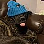 dog, tongue_out, blue_hat, beanie, couch, leather, brindle_coat, pet, indoor, wall, cozy, sleepy, ear, paw, nose, eyes, portrait, resting, tilted_hat, living_room