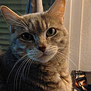 Lili participe au concours pour gagner de l'argent avec cette photo : animal, cat, close_up, cozy, curious, curtain, domestic_animal, feline, fur, green_eyes, household, indoor, leaf_shaped, pet, portrait, sitting, tabby_cat, tie_back, whiskers, window