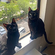 Cousteau Apollo is registered to the contest to win money with this photo: black_cat, cat, pets, windowsill, indoor, sunlight, greenery, trees, urban, apartment, window, feline, animal, domestic_cat, two_cats, curious, sitting, daylight, shiny_fur, pets_indoor