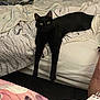 Cousteau Apollo joined the competition — help win amazing prizes! black_cat, cat, bed, blanket, indoor, pet, feline, animal, stretching, curious, fur, whiskers, cozy, resting, bedroom, domestic_animal, looking, relaxed, four_legs, ears