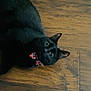 black_cat, cat, pet, animal, indoor, wooden_floor, bow_tie, curious, feline, whiskers, ears, eyes, cute, domestic_cat, laying_down, looking_up, playful, fur, flooring, companion
