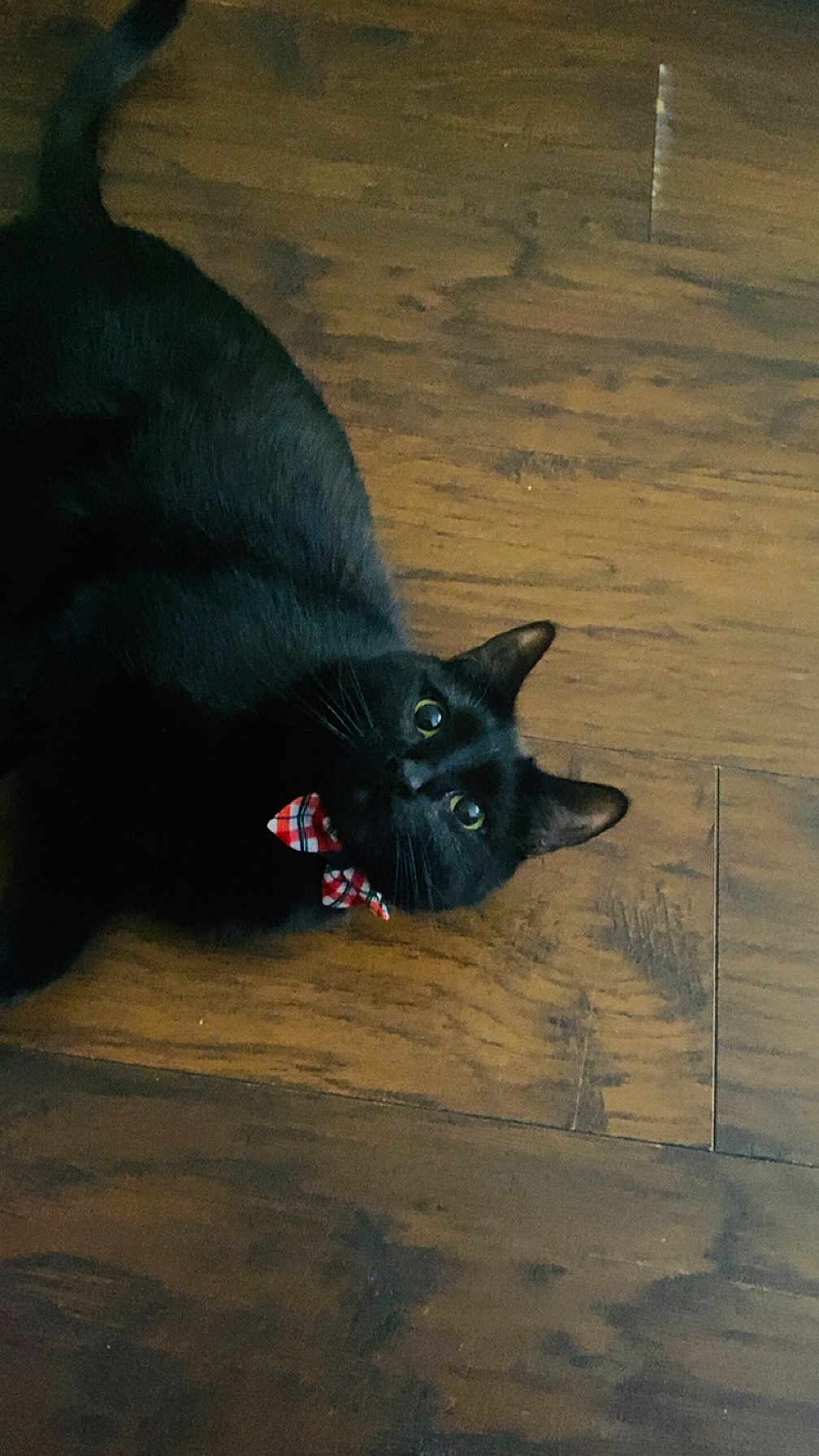 Cousteau Apollo is registered to the contest to win money with this photo: black_cat, cat, pet, animal, indoor, wooden_floor, bow_tie, curious, feline, whiskers, ears, eyes, cute, domestic_cat, laying_down, looking_up, playful, fur, flooring, companion