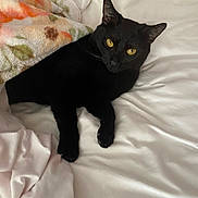 Jacques Calypso joined the competition — help win amazing prizes! black_cat, cat, pet, animal, bed, blanket, remote_control, yellow_eyes, feline, indoor, resting, lying_down, cozy, soft_fabric, floral_pattern, comfort, domestic_animal, fur, whiskers, ears