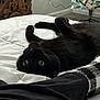 black_cat, bed, white_bedspread, lying_down, upside_down, curious_eyes, cat_whiskers, sock, black_pants, christmas_tree, holiday_lights, indoor, carpet, wooden_headboard, cozy, home, relaxed, pet, animal, feline