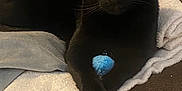 Jacques Calypso is registered to the contest to win money with this photo: black_cat, cat, pet, feline, toy, blue_toy, blanket, cushion, indoor, cozy, fur, whiskers, eyes, paw, relaxed, resting, domestic_cat, mammal, animal, closeup