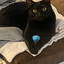 black_cat, cat, pet, feline, toy, blue_toy, blanket, cushion, indoor, cozy, fur, whiskers, eyes, paw, relaxed, resting, domestic_cat, mammal, animal, closeup