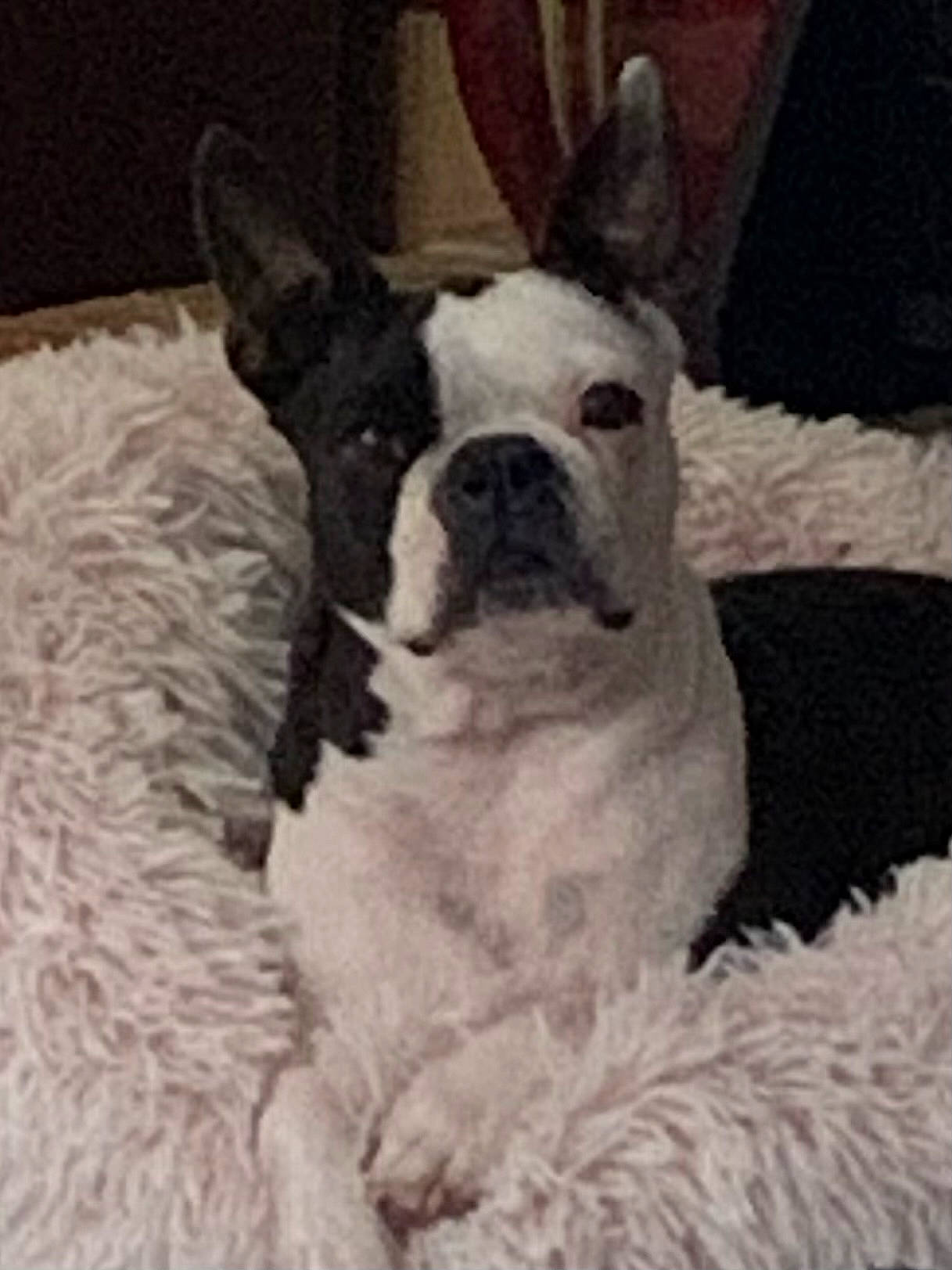Maggie is registered to the contest to win money with this photo: bored, canidae, carnivore, comfort, companion_dog, dog, dog_breed, ear, fawn, french_bulldog, fur, mammal, monochrome_photography, snout, sporting_group, terrestrial_animal, toy_dog, whiskers, working_animal, wrinkle