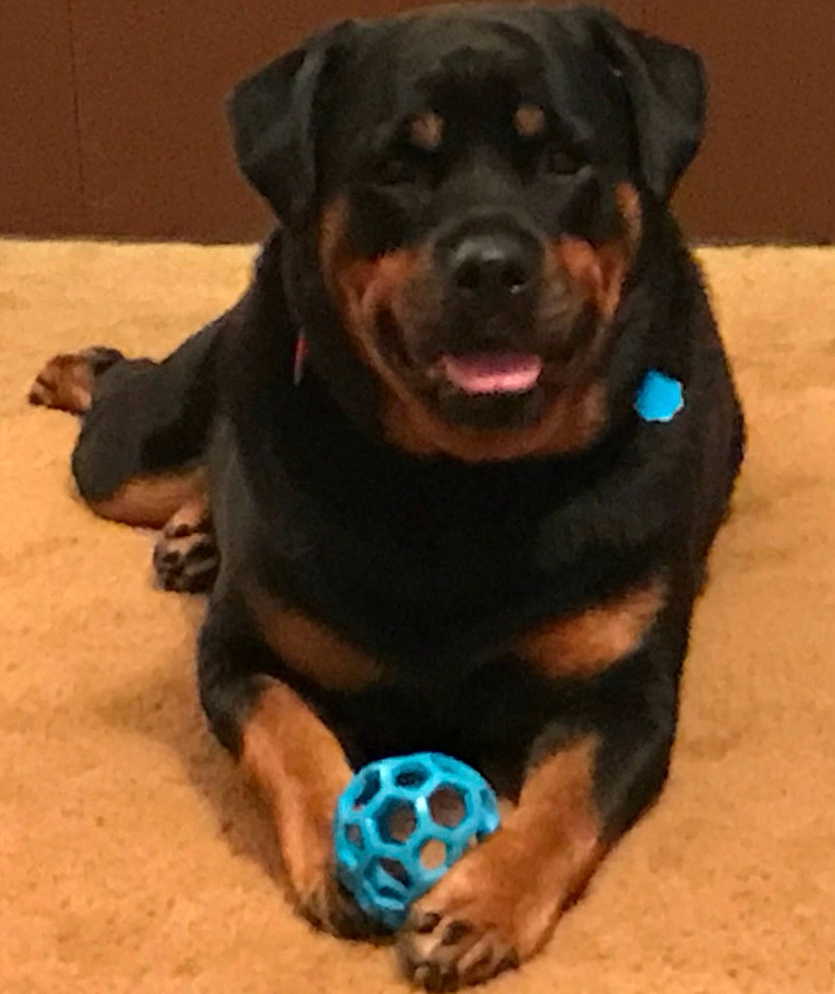 Tara joined the competition — help win amazing prizes! borador, canidae, carnivore, collar, companion_dog, dog, dog_breed, dog_collar, electric_blue, fawn, fur, gaddi_kutta, guard_dog, liver, rottweiler, snout, sporting_group, terrestrial_animal, working_animal, working_dog