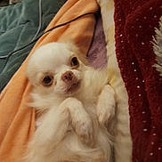Tresor participe au concours pour gagner de l'argent avec cette photo : dog, small_dog, chihuahua, white_dog, pet, lying_down, blanket, bed, cozy, indoor, fur, cute, animal, paw, resting, looking_up, domestic_animal, sleepy, companion, relaxing