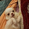 dog, small_dog, chihuahua, white_dog, pet, lying_down, blanket, bed, cozy, indoor, fur, cute, animal, paw, resting, looking_up, domestic_animal, sleepy, companion, relaxing