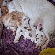Love a rejoint le concours — aidez-le/la à gagner de superbes lots ! dog, puppies, mother_dog, sleeping, cardboard_box, purple_cloth, newborn, nursing, brown_patches, white_fur, animal, pet, indoor, cozy, resting, close_up, cute, young_animals, feeding, bowl