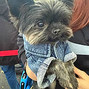 Boo is registered to the contest to win money with this photo: dog, pet, denim_jacket, fur, cute, outdoor, person, hand, leash, black_fur, small_dog, portrait, animal, clothing, holding, face, ears, eyes, casual, fashion