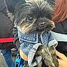 dog, pet, denim_jacket, fur, cute, outdoor, person, hand, leash, black_fur, small_dog, portrait, animal, clothing, holding, face, ears, eyes, casual, fashion