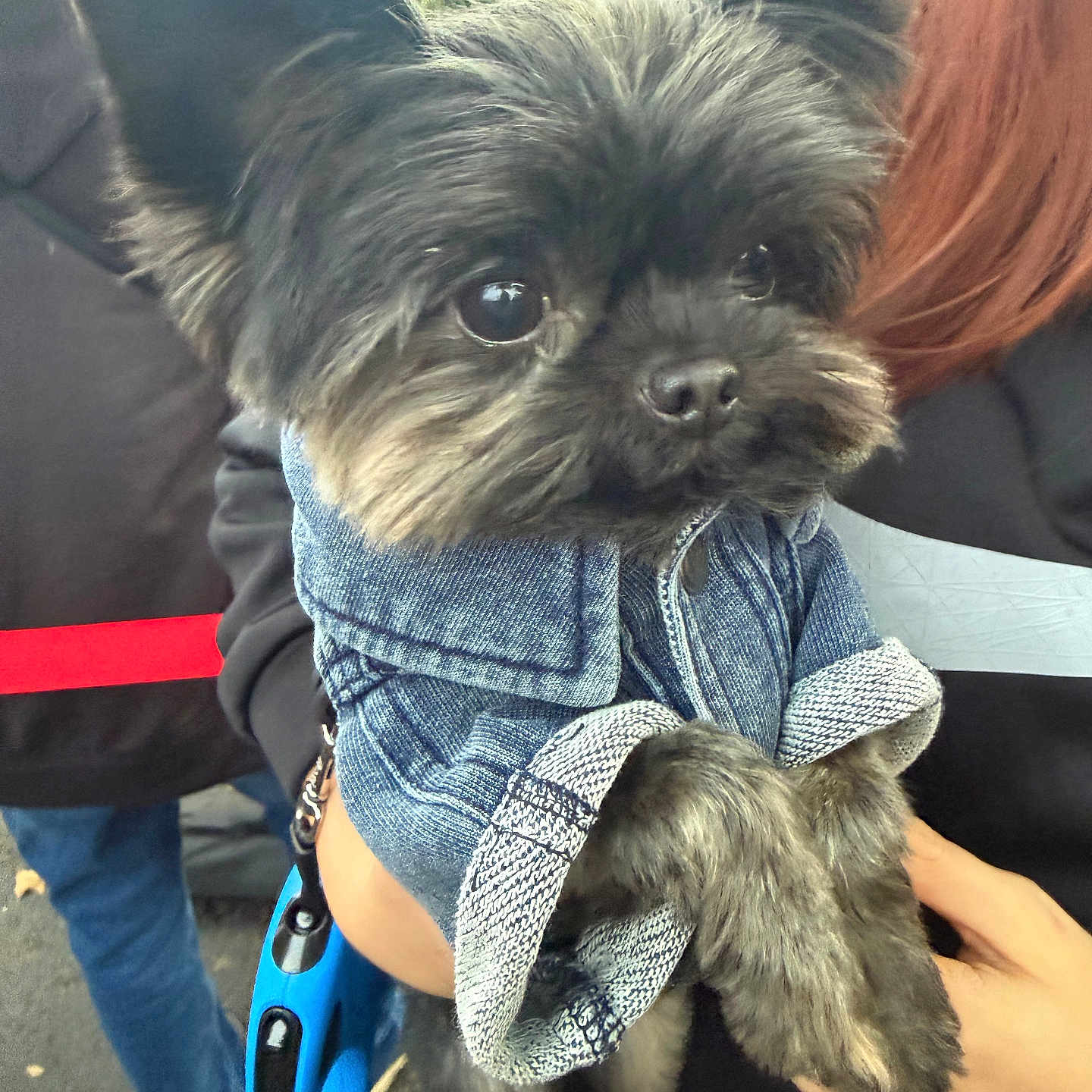 Boo is registered to the contest to win money with this photo: dog, pet, denim_jacket, fur, cute, outdoor, person, hand, leash, black_fur, small_dog, portrait, animal, clothing, holding, face, ears, eyes, casual, fashion