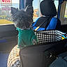 Boo joined the competition — help win amazing prizes! dog, pet, car_interior, pet_carrier, green_sweater, bowtie, black_dog, window, car_seat, checkered_pattern, sunlight, leash, seatbelt, vehicle, indoor, curious, small_dog, furry, animal, accessory