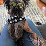 Boo is registered to the contest to win money with this photo: dog, sunglasses, tattoo, shirt, ghost_pattern, indoor, carpet, wooden_floor, person, lap, pet, cute, small_dog, black_fur, fashion, accessory, relaxed, animal, home, casual