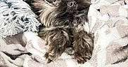 Boo joined the competition — help win amazing prizes! dog, pet, cozy, blanket, couch, fur, resting, sleepy, indoor, comfort, small_dog, cute, furry, pillow, relaxation, snuggle, domestic_animal, warm, texture, closeup