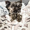 dog, pet, cozy, blanket, couch, fur, resting, sleepy, indoor, comfort, small_dog, cute, furry, pillow, relaxation, snuggle, domestic_animal, warm, texture, closeup