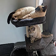 Big Meow is registered to the contest to win money with this photo: cat, cats, cat_tree, pet, animal, feline, indoor, window, perch, resting, fur, whiskers, tail, gray, beige, curtains, floor, quiet, relaxed, home
