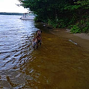 Champ is registered to the contest to win money with this photo: adventure, animal, boat, brindle, canine, daytime, dog, forest, greenery, lake, landscape, nature, outdoor, recreation, riverbank, sand, shore, trees, wading, water