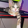 Hades participe au concours pour gagner de l'argent avec cette photo : kitten, cat, gaming, desk, paw, computer, monitor, indoor, pet, cute, relaxing, young, tabby, striped, whiskers, curious, fur, home, technology, screen