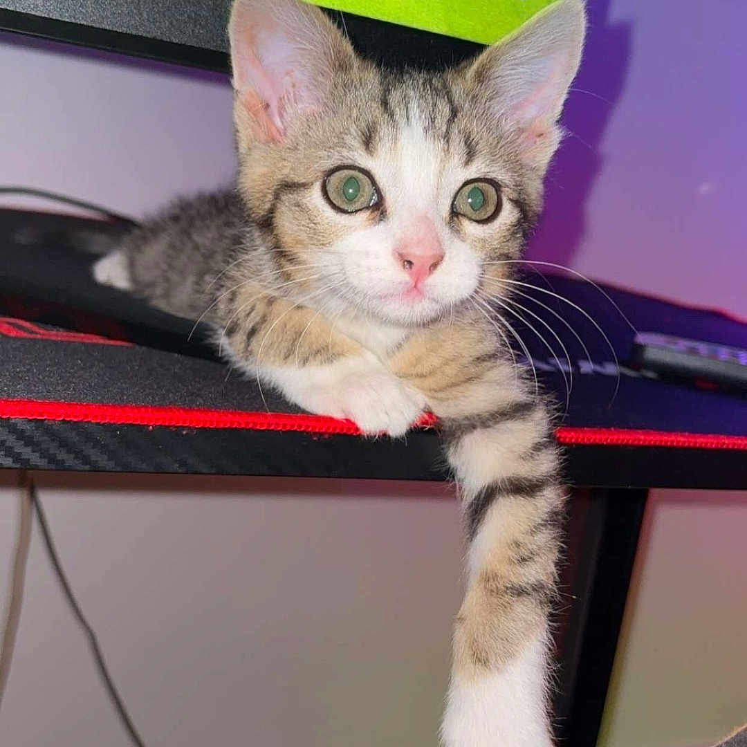 Hades participe au concours pour gagner de l'argent avec cette photo : kitten, cat, gaming, desk, paw, computer, monitor, indoor, pet, cute, relaxing, young, tabby, striped, whiskers, curious, fur, home, technology, screen
