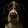 dog, portrait, wet, close_up, animal, pet, brown, white, fur, whiskers, nose, ears, eyes, dark_background, moist, muzzle, canine, expression, head, looking