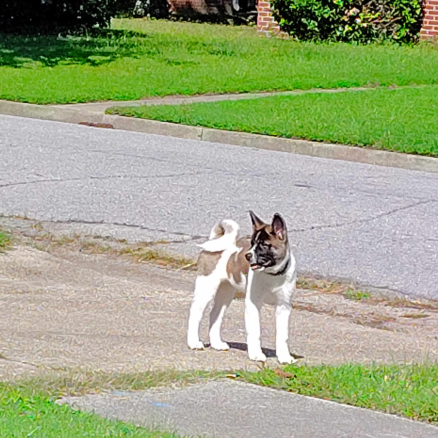 Co Co is registered to the contest to win money with this photo: animal, brick_house, canine, curious, daylight, dog, ears_up, grass, greenery, nature, outdoor, pet, puppy, sidewalk, street, suburban, sunny, tongue_out, walking_area, young_dog
