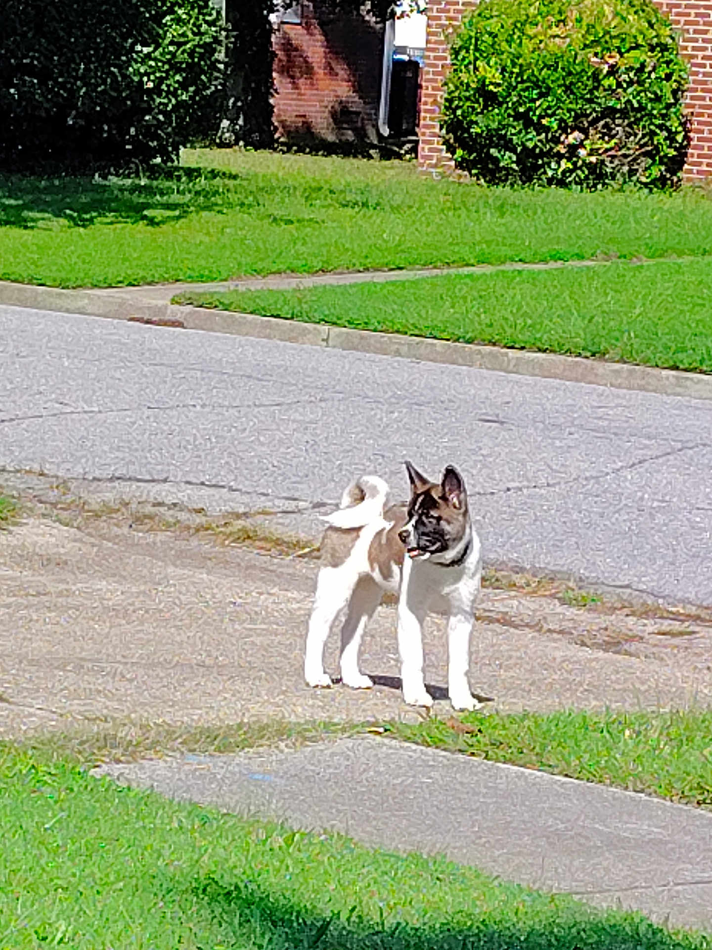 Co Co is registered to the contest to win money with this photo: puppy, dog, outdoor, grass, sidewalk, street, curious, pet, animal, daylight, suburban, brick_house, greenery, young_dog, tongue_out, canine, walking_area, sunny, nature, ears_up