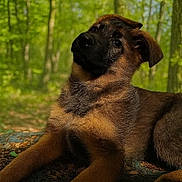 Ruby participe au concours pour gagner de l'argent avec cette photo : puppy, dog, forest, nature, outdoor, animal, brown_fur, black_snout, curious_eyes, young_dog, canine, woodland, greenery, leaves, sunlight, nature_walk, pet, mammal, relaxed, cute
