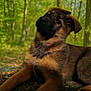 puppy, dog, forest, nature, outdoor, animal, brown_fur, black_snout, curious_eyes, young_dog, canine, woodland, greenery, leaves, sunlight, nature_walk, pet, mammal, relaxed, cute