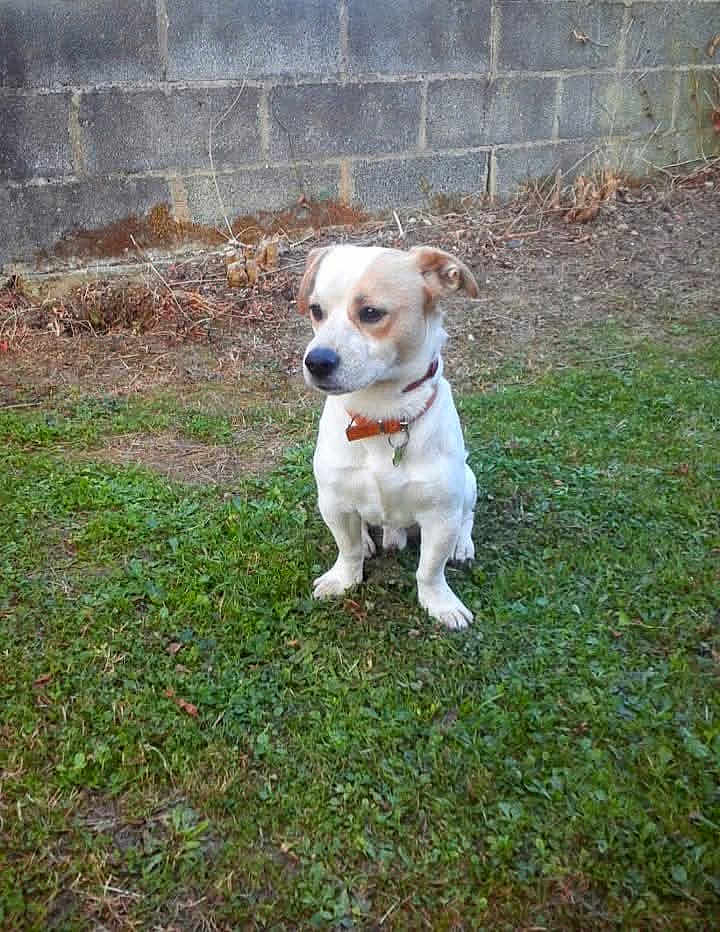 Milou