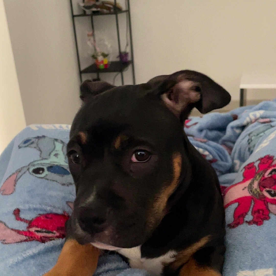 Athéna participe au concours pour gagner de l'argent avec cette photo : animal, black, blanket, brown, cartoon, cozy, cute, dog, ears, fur, home, indoor, paw, pet, puppy, resting, shelf, table, television, young