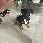 Athéna a rejoint le concours — aidez-le/la à gagner de superbes lots ! puppy, dog, black_dog, tan_dog, floor, wooden_floor, people, legs, shoes, sandals, sneakers, seated, indoor, waiting, cute, pet, animal, young_dog, curious, small_dog