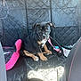 puppy, dog, car_interior, backseat, pet_booster_seat, quilted_cover, leash, black_dog, tan_markings, young_dog, pet, seatbelt, vehicle, travel, cute, sitting, looking, leash_clip, sunlight, car_seat