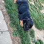 Athéna a rejoint le concours — aidez-le/la à gagner de superbes lots ! puppy, dog, grass, outdoor, sleeping, black_and_tan, young, pet, canine, nature, sidewalk, resting, animal, cute, fur, paw, lawn, daylight, head, ears