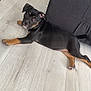 Athéna participe au concours pour gagner de l'argent avec cette photo : puppy, dog, indoor, floor, wooden_floor, black_dog, tan_markings, pet, animal, laying_down, furniture, curious, young_dog, canine, cute, companion, domestic_animal, looking_up, relaxed, ears