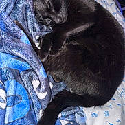 Bailey joined the competition — help win amazing prizes! black_cat, sleeping, blanket, remote_control, indoor, pet, feline, cozy, resting, bed, blue, pattern, fur, animal, cute, domestic, comfort, tail, paw, nap