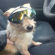 Gizmo joined the competition — help win amazing prizes! accessory, animal, canine, car_seat, companion, cute, dog, fur, furry, goggles, hand, inside_car, leisure, pet, reflective_glasses, seat, sitting, small_dog, transport, vehicle_interior