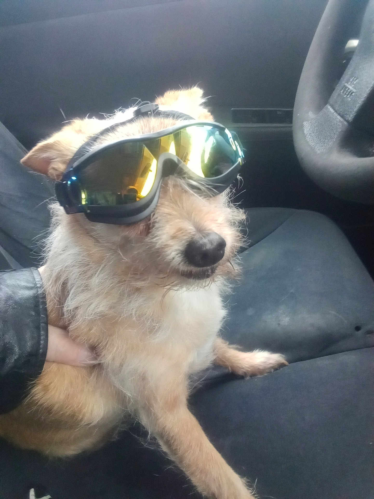 Gizmo