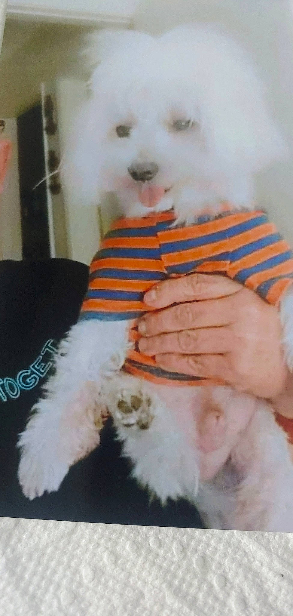 Dylan is registered to the contest to win money with this photo: bichon, canidae, carnivore, chair, companion_dog, dog, dog_breed, dog_supply, felidae, fur, labradoodle, non_sporting_group, paw, snout, sporting_group, sunglasses, tail, toy_dog, whiskers, white