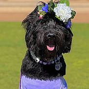 Lily joined the competition — help win amazing prizes! accessory, animal, beaded_necklace, black_dog, collar, cute, dog, flower_crown, fluffy, grass, happy, nature, outdoor, pet, playful, portrait, purple_shirt, summer, sunny, tongue_out