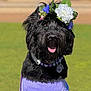 accessory, animal, beaded_necklace, black_dog, collar, cute, dog, flower_crown, fluffy, grass, happy, nature, outdoor, pet, playful, portrait, purple_shirt, summer, sunny, tongue_out