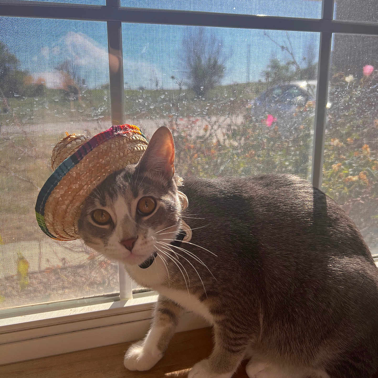 Ollie is registered to the contest to win money with this photo: animal, brown_eyes, cat, closeup, curious, daylight, domestic_cat, feline, gray_fur, hat, indoor, pet, playful, shadow, sombrero, sunlight, whiskers, white_paws, window, windowsill